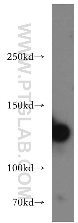 MYLK Rabbit anti-Human, Mouse, Rat, Polyclonal, Proteintech:Antibodies:Primary