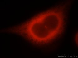 Cyclin B2 Rabbit anti-Human, Mouse, Rat, Polyclonal, Proteintech 150 &mu;L;