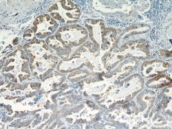 Cyclin B2 Rabbit anti-Human, Mouse, Rat, Polyclonal, Proteintech 150 &mu;L;