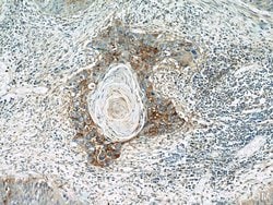 Cyclin B2 Rabbit anti-Human, Mouse, Rat, Polyclonal, Proteintech 150 &mu;L;