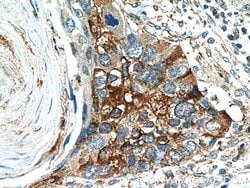 Cyclin B2 Rabbit anti-Human, Mouse, Rat, Polyclonal, Proteintech 150 &mu;L;