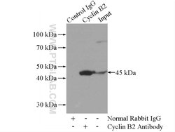 Cyclin B2 Rabbit anti-Human, Mouse, Rat, Polyclonal, Proteintech 150 &mu;L;