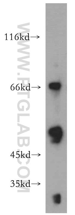 Cyclin B2 Rabbit anti-Human, Mouse, Rat, Polyclonal, Proteintech 150 &mu;L;