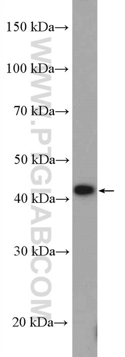 Cyclin B2 Rabbit anti-Human, Mouse, Rat, Polyclonal, Proteintech 150 &mu;L;