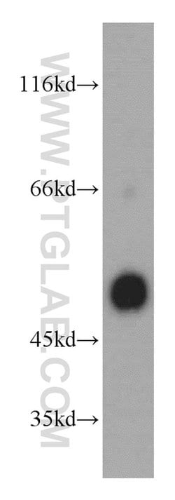 Cyclin B2 Rabbit anti-Human, Mouse, Rat, Polyclonal, Proteintech 150 &mu;L;