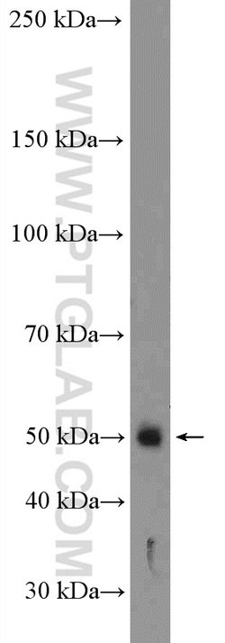 Cyclin B2 Rabbit anti-Human, Mouse, Rat, Polyclonal, Proteintech 150 &mu;L;