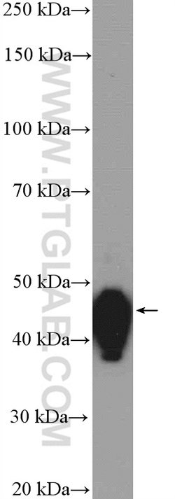 Cyclin B2 Rabbit anti-Human, Mouse, Rat, Polyclonal, Proteintech 150 &mu;L;