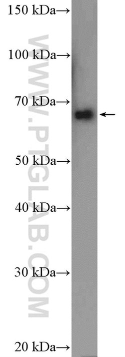 KCNA5 Rabbit anti-Human, Mouse, Rat, Polyclonal, Proteintech:Antibodies:Primary