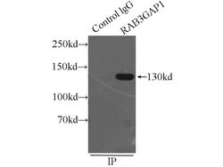 RAB3GAP1 Rabbit anti-Human, Mouse, Rat, Polyclonal, Proteintech 150 &mu;L;