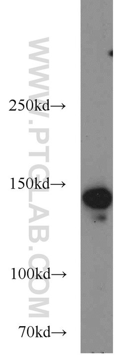 SMC1A Rabbit anti-Human, Mouse, Polyclonal, Proteintech 20 &mu;L; Unconjugated:Antibodies,