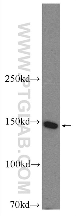 SMC1A Rabbit anti-Human, Mouse, Polyclonal, Proteintech 20 &mu;L; Unconjugated:Antibodies,
