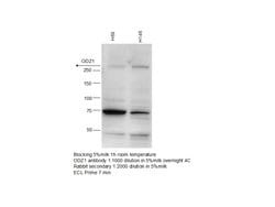 ODZ1 Rabbit anti-Human, Mouse, Polyclonal, Proteintech:Antibodies:Primary