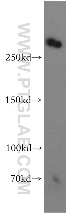 ODZ1 Rabbit anti-Human, Mouse, Polyclonal, Proteintech:Antibodies:Primary