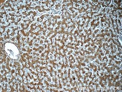 NEDD4 Rabbit anti-Human, Mouse, Non-human primate, Rat, Polyclonal, Proteintech