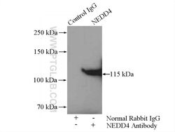 NEDD4 Rabbit anti-Human, Mouse, Non-human primate, Rat, Polyclonal, Proteintech