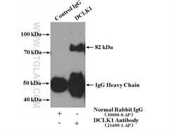 DCLK1 Rabbit anti-Human, Mouse, Rat, Polyclonal, Proteintech:Antibodies:Primary