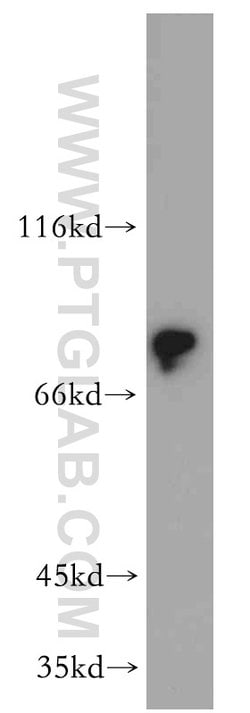 DCLK1 Rabbit anti-Human, Mouse, Rat, Polyclonal, Proteintech
