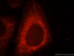 UQCRC1 Rabbit anti-Human, Mouse, Rat, Polyclonal, Proteintech:Antibodies:Primary