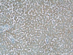 UQCRC1 Rabbit anti-Human, Mouse, Rat, Polyclonal, Proteintech:Antibodies:Primary