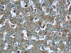 UQCRC1 Rabbit anti-Human, Mouse, Rat, Polyclonal, Proteintech:Antibodies:Primary
