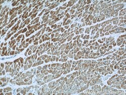 UQCRC1 Rabbit anti-Human, Mouse, Rat, Polyclonal, Proteintech:Antibodies:Primary