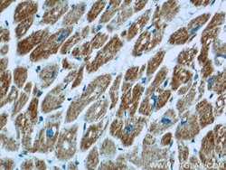 UQCRC1 Rabbit anti-Human, Mouse, Rat, Polyclonal, Proteintech:Antibodies:Primary