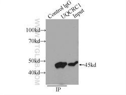 UQCRC1 Rabbit anti-Human, Mouse, Rat, Polyclonal, Proteintech:Antibodies:Primary