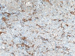 PFKFB1 Rabbit anti-Human, Polyclonal, Proteintech 150 &mu;L; Unconjugated:Antibodies,