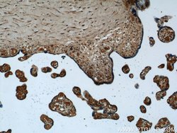 SERPINB10 Rabbit anti-Human, Mouse, Rat, Polyclonal, Proteintech 150 &mu;L;