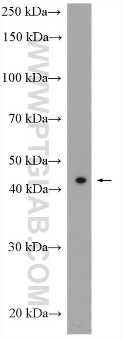 SERPINB10 Rabbit anti-Human, Mouse, Rat, Polyclonal, Proteintech 150 &mu;L;