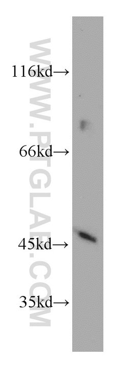 INPP5A Rabbit anti-Human, Mouse, Rat, Polyclonal, Proteintech:Antibodies:Primary