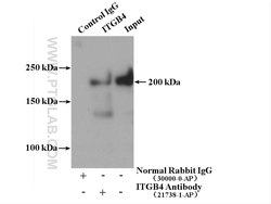 Integrin beta-4 Rabbit anti-Human, Mouse, Rat, Polyclonal, Proteintech