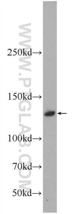 CARD11 Rabbit anti-Human, Mouse, Rat, Polyclonal, Proteintech:Antibodies:Primary
