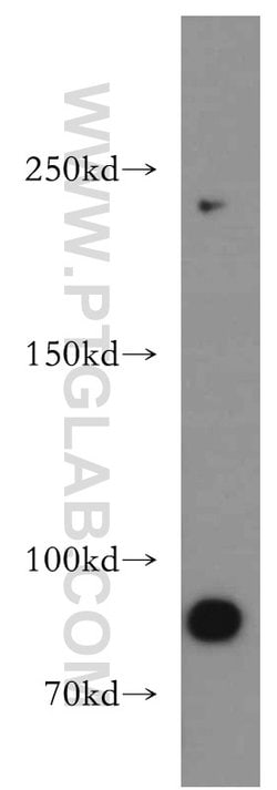 APC1 Rabbit anti-Human, Mouse, Rat, Polyclonal, Proteintech:Antibodies:Primary