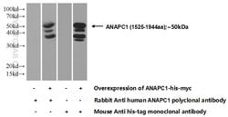 APC1 Rabbit anti-Human, Mouse, Rat, Polyclonal, Proteintech:Antibodies:Primary