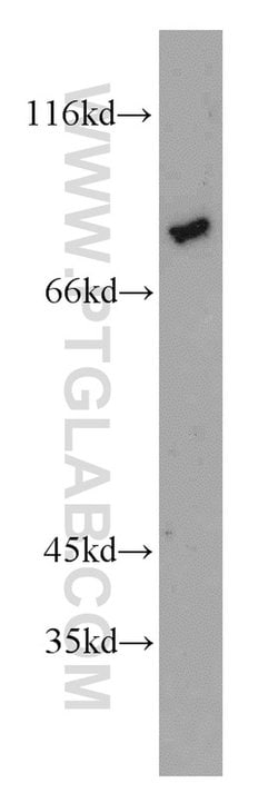 ZNF750 Rabbit anti-Human, Mouse, Polyclonal, Proteintech:Antibodies:Primary