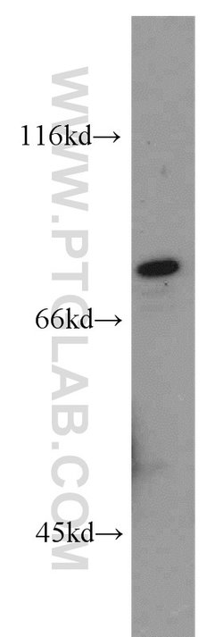 ZNF750 Rabbit anti-Human, Mouse, Polyclonal, Proteintech:Antibodies:Primary