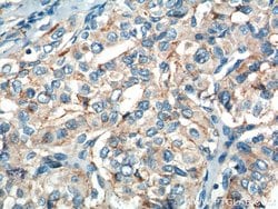 RASSF7 Rabbit anti-Human, Polyclonal, Proteintech:Antibodies:Primary Antibodies