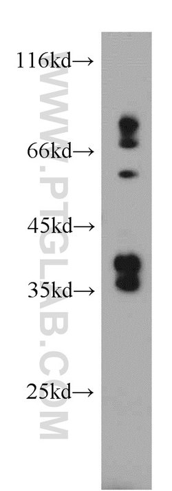 RASSF7 Rabbit anti-Human, Polyclonal, Proteintech:Antibodies:Primary Antibodies
