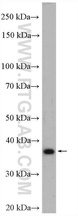 RASSF7 Rabbit anti-Human, Polyclonal, Proteintech:Antibodies:Primary Antibodies