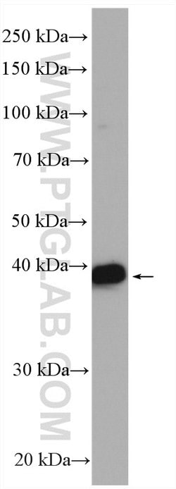 RASSF7 Rabbit anti-Human, Polyclonal, Proteintech:Antibodies:Primary Antibodies