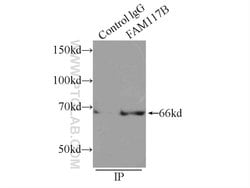 FAM117B Rabbit anti-Human, Polyclonal, Proteintech:Antibodies:Primary Antibodies