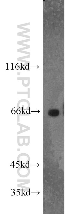 FAM117B Rabbit anti-Human, Polyclonal, Proteintech:Antibodies:Primary Antibodies
