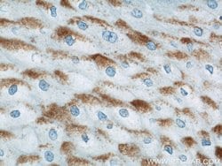 LCE1B Rabbit anti-Human, Mouse, Rat, Polyclonal, Proteintech 150 &mu;L;