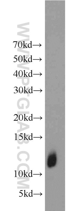 LCE1B Rabbit anti-Human, Mouse, Rat, Polyclonal, Proteintech 150 &mu;L;