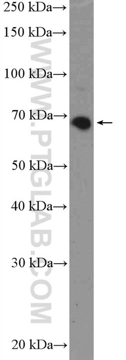 KBTBD5 Rabbit anti-Human, Mouse, Polyclonal, Proteintech 150 &mu;L; Unconjugated:Antibodies,