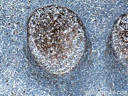 CD11B/Integrin alpha M Rabbit anti-Human, Polyclonal, Proteintech 20 &mu;L;