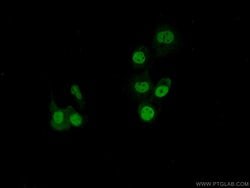 SAFB Rabbit anti-Human, Polyclonal, Proteintech:Antibodies:Primary Antibodies
