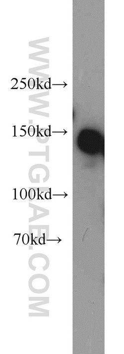 SAFB Rabbit anti-Human, Polyclonal, Proteintech:Antibodies:Primary Antibodies