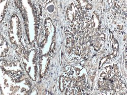 DOCK4 Rabbit anti-Human, Polyclonal, Proteintech 20 &mu;L; Unconjugated:Antibodies,